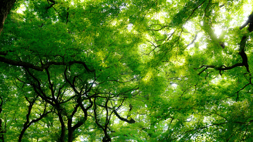green trees